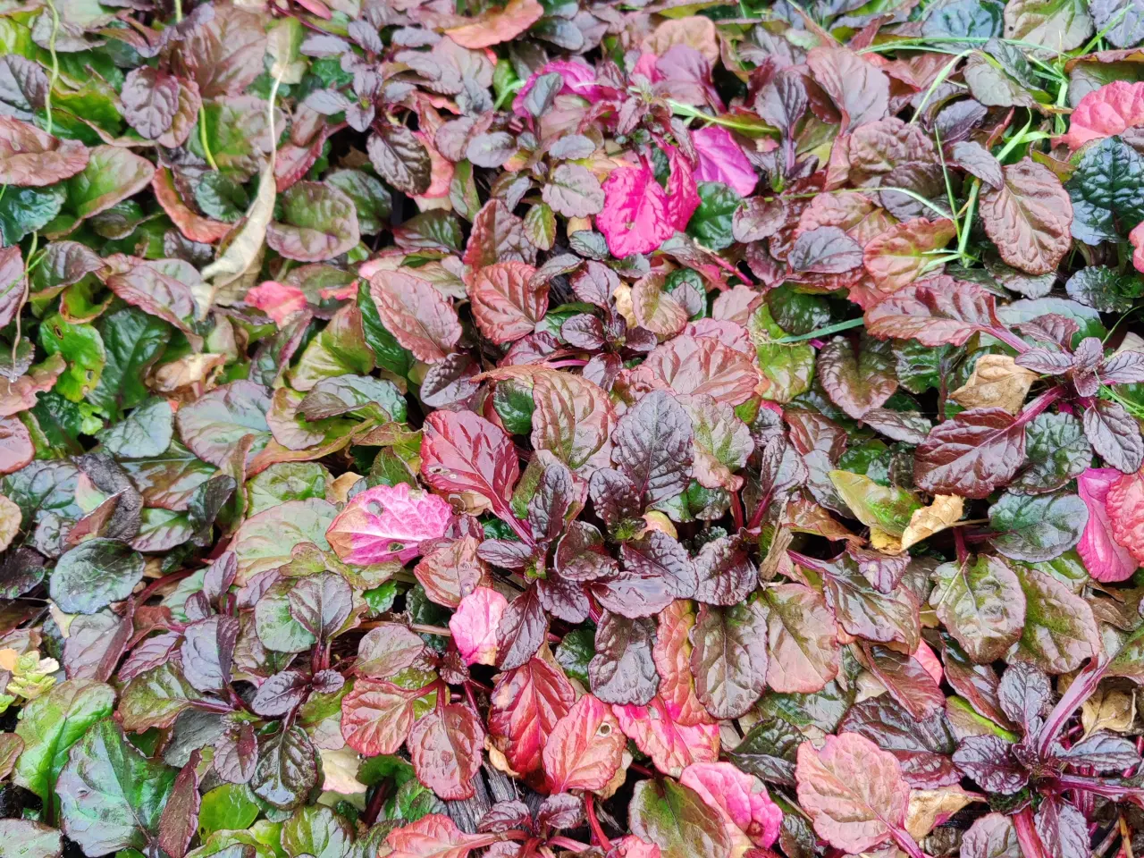 Billede 2 - Flotte nemme Krybende Læbeløs