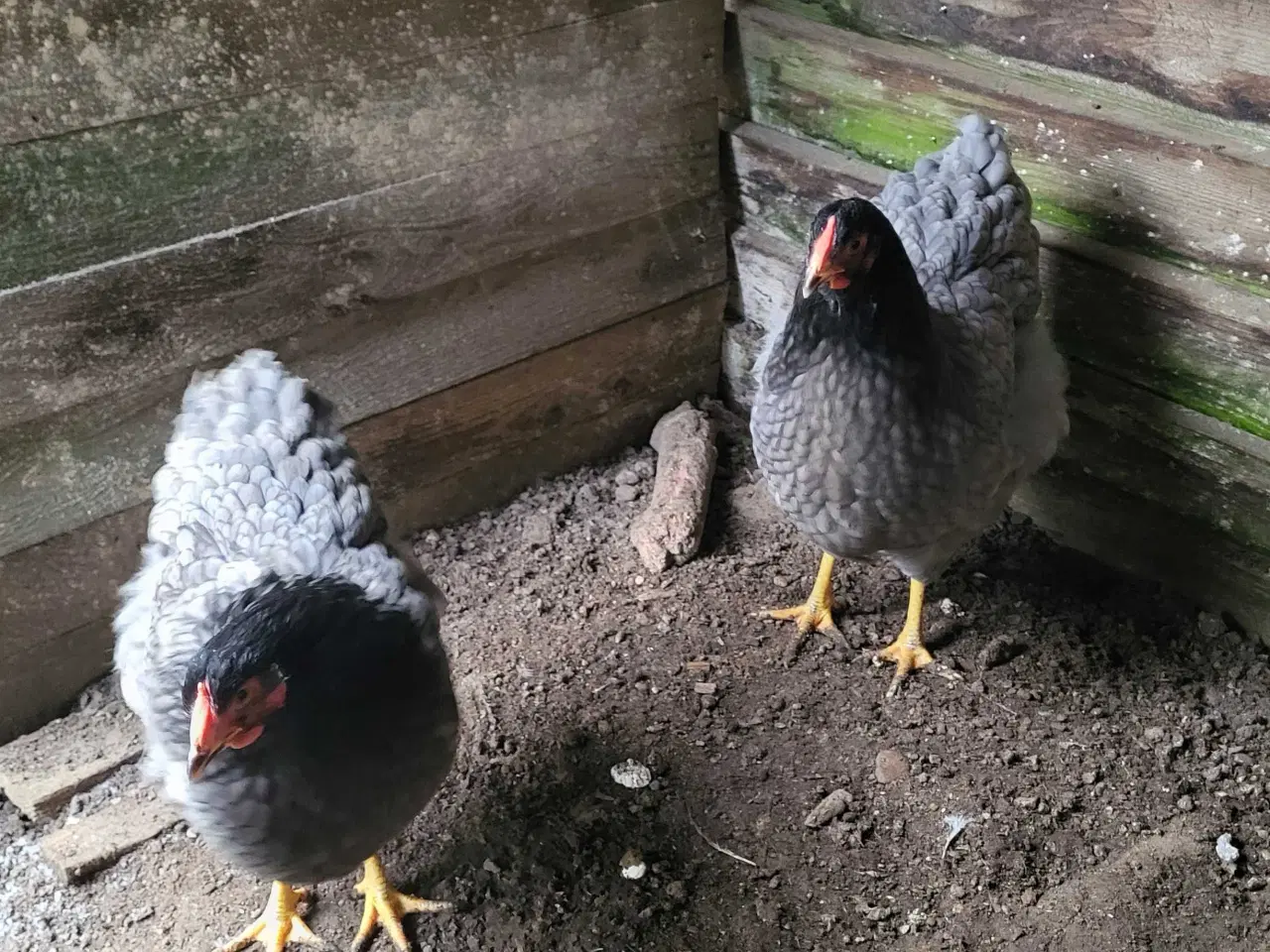 Billede 5 - Wyandotte høner