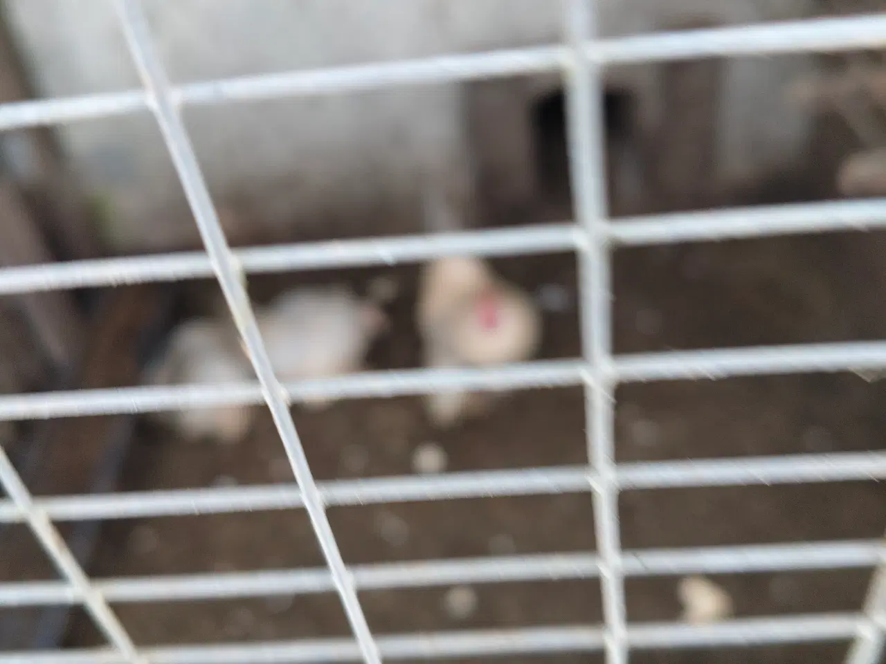 Billede 1 - Dværghøns Mille Flour