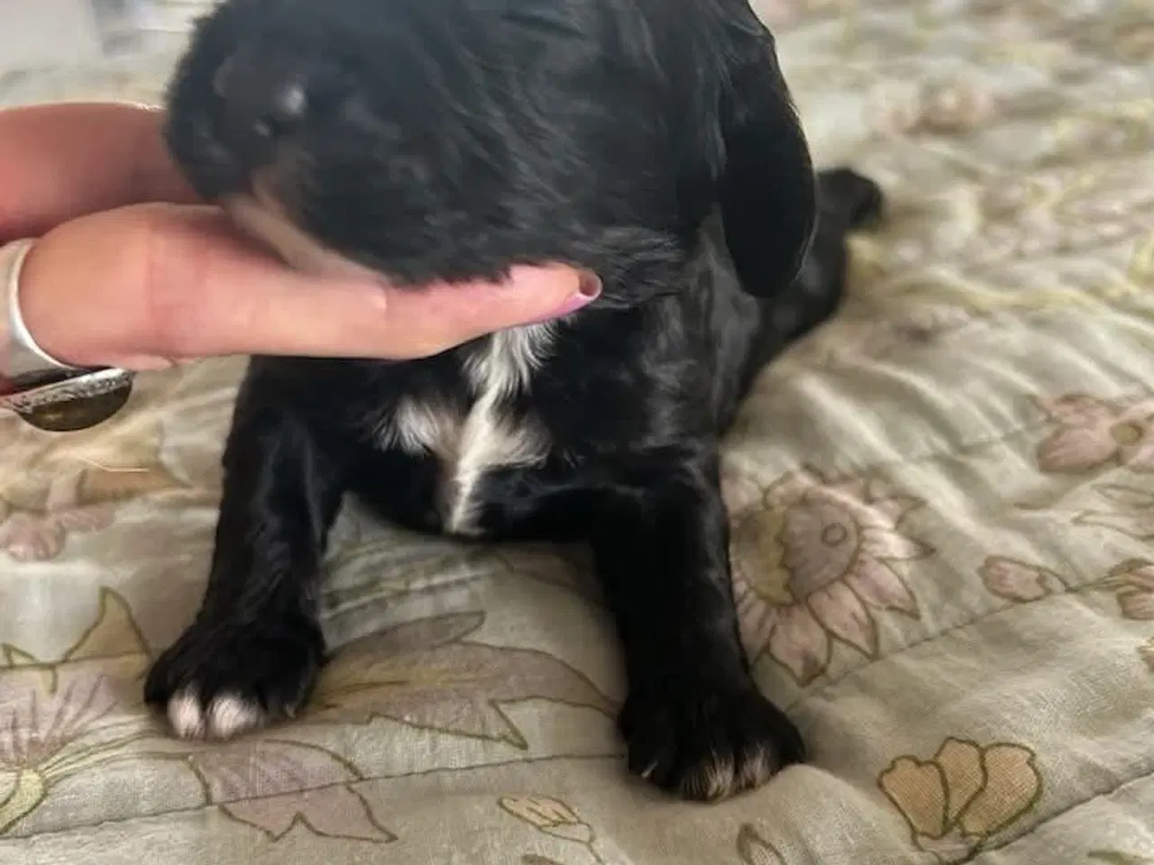 Billede 1 - Cavapoo f1 dreng sælges