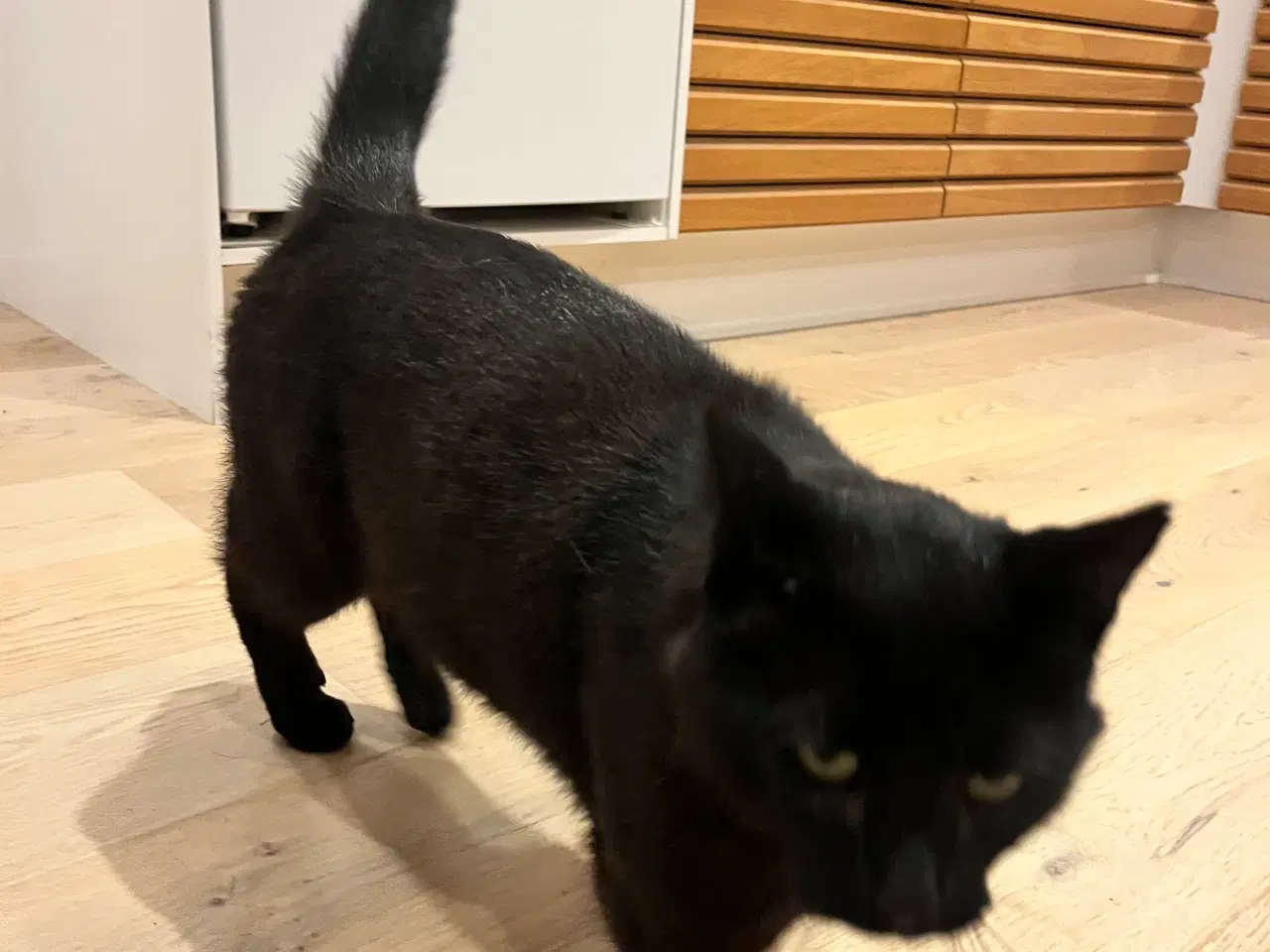 Billede 3 - Katte søger nyt hjem🙏