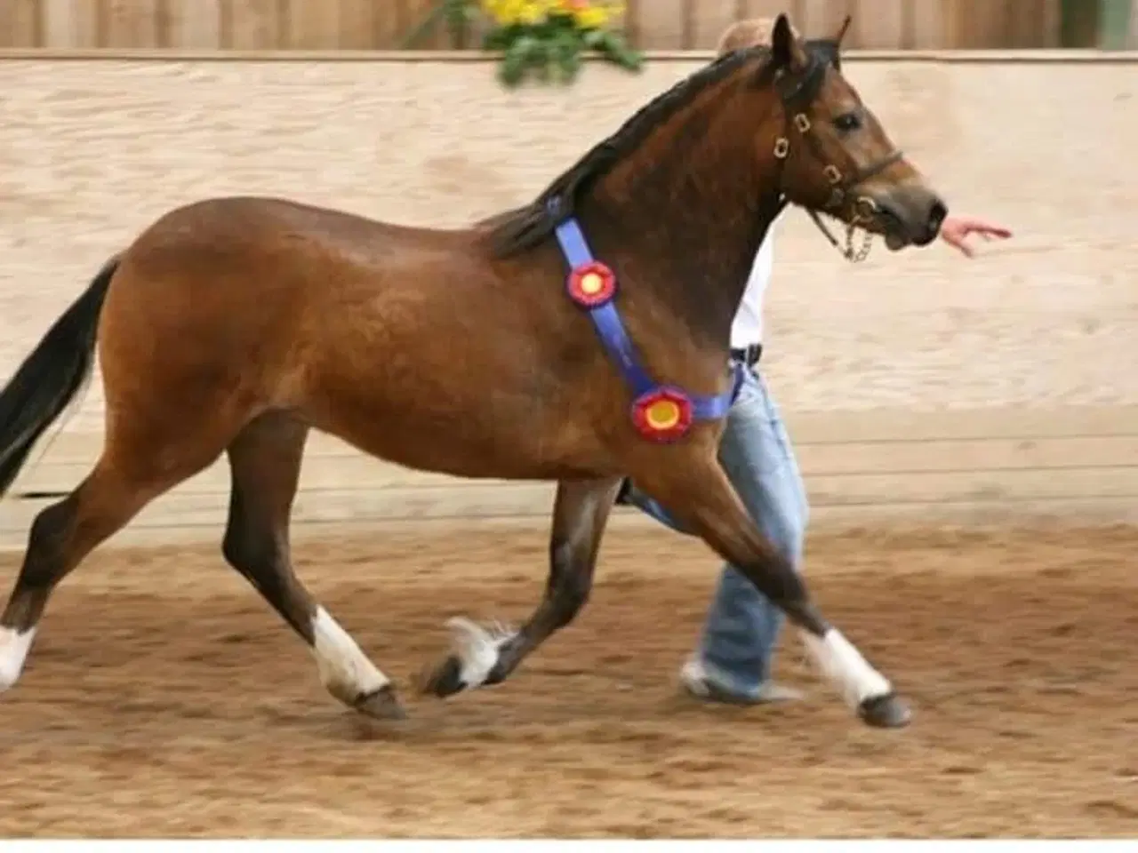 Billede 16 - Smuk Welsh Partbred pony. Født 19.05.23 