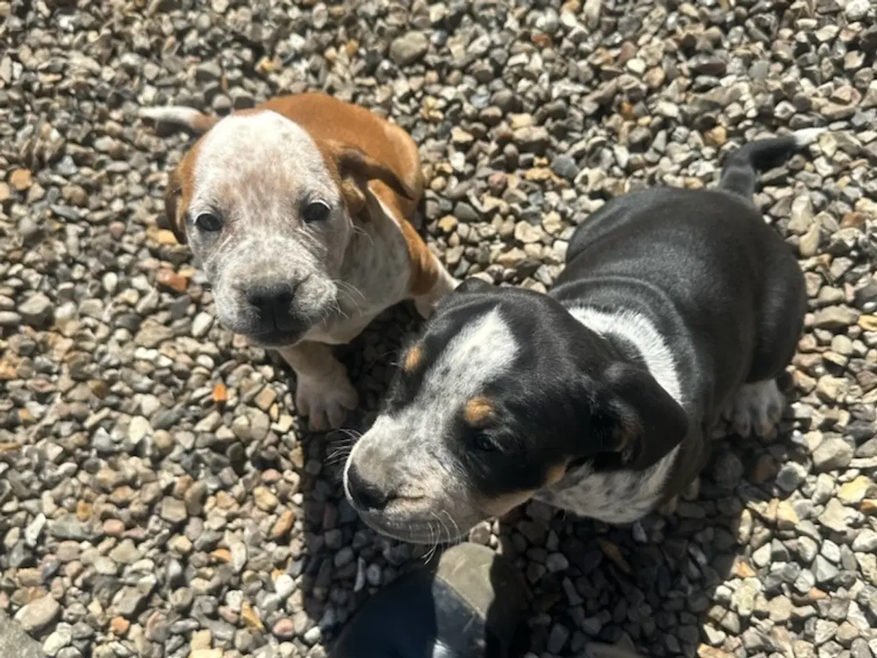 Billede 8 - Cocker spaniel/bull dog hvalpe 