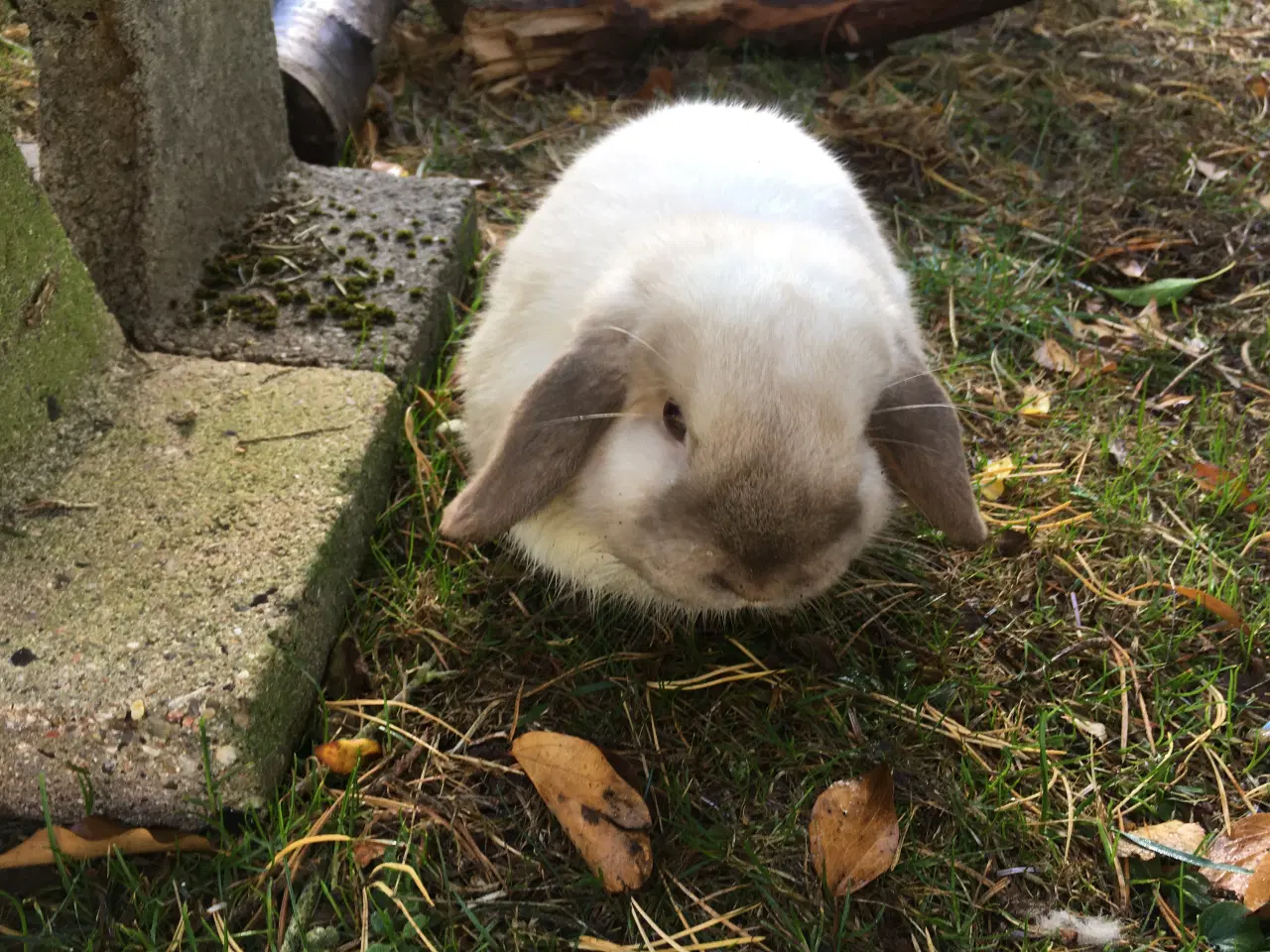 Billede 2 - Balder søger et kærligt hjem