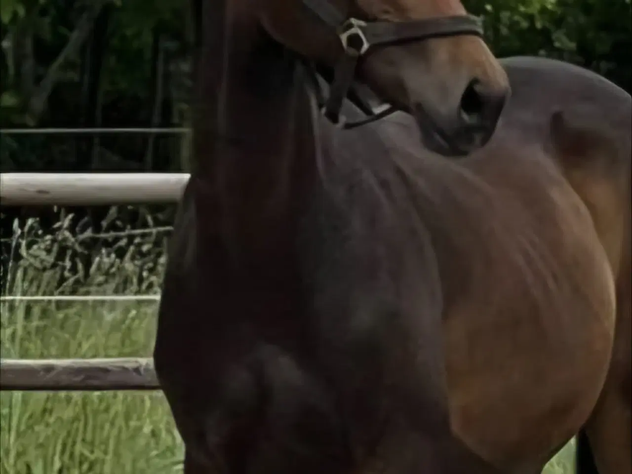 Billede 1 - Velgående vallak mulighed for afbetaling/bytte