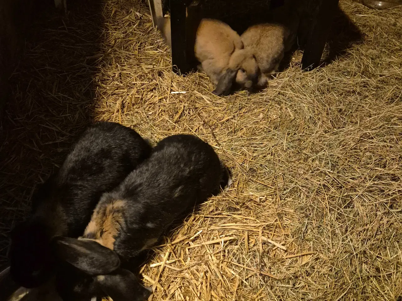 Billede 5 - Franske væddere