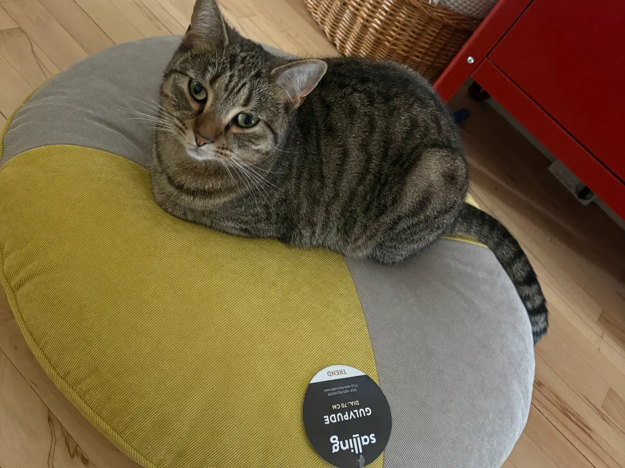 Billede 3 - Kat leder efter nyt hjem