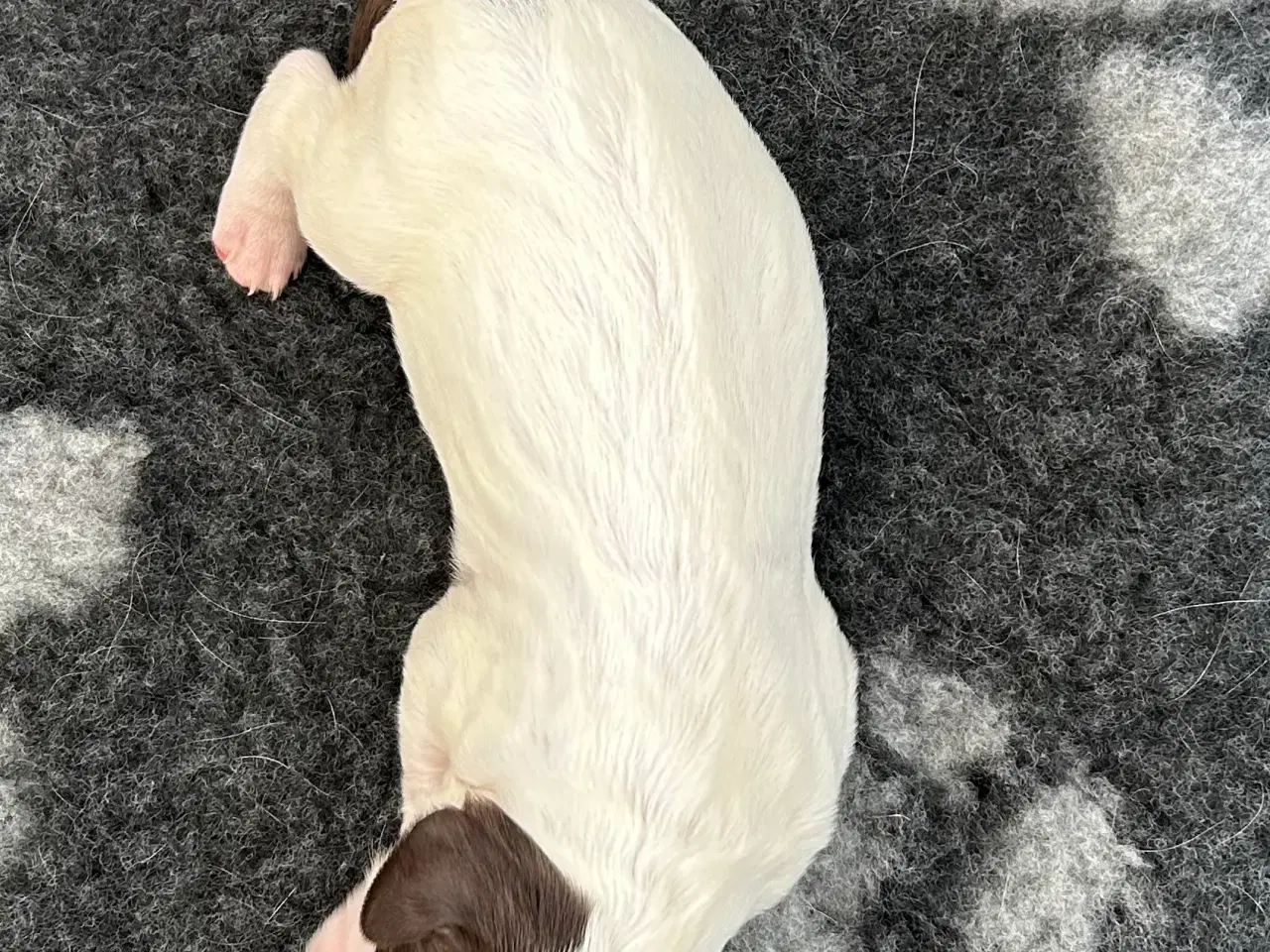 Billede 2 - Ft springer spaniel hvalpe 