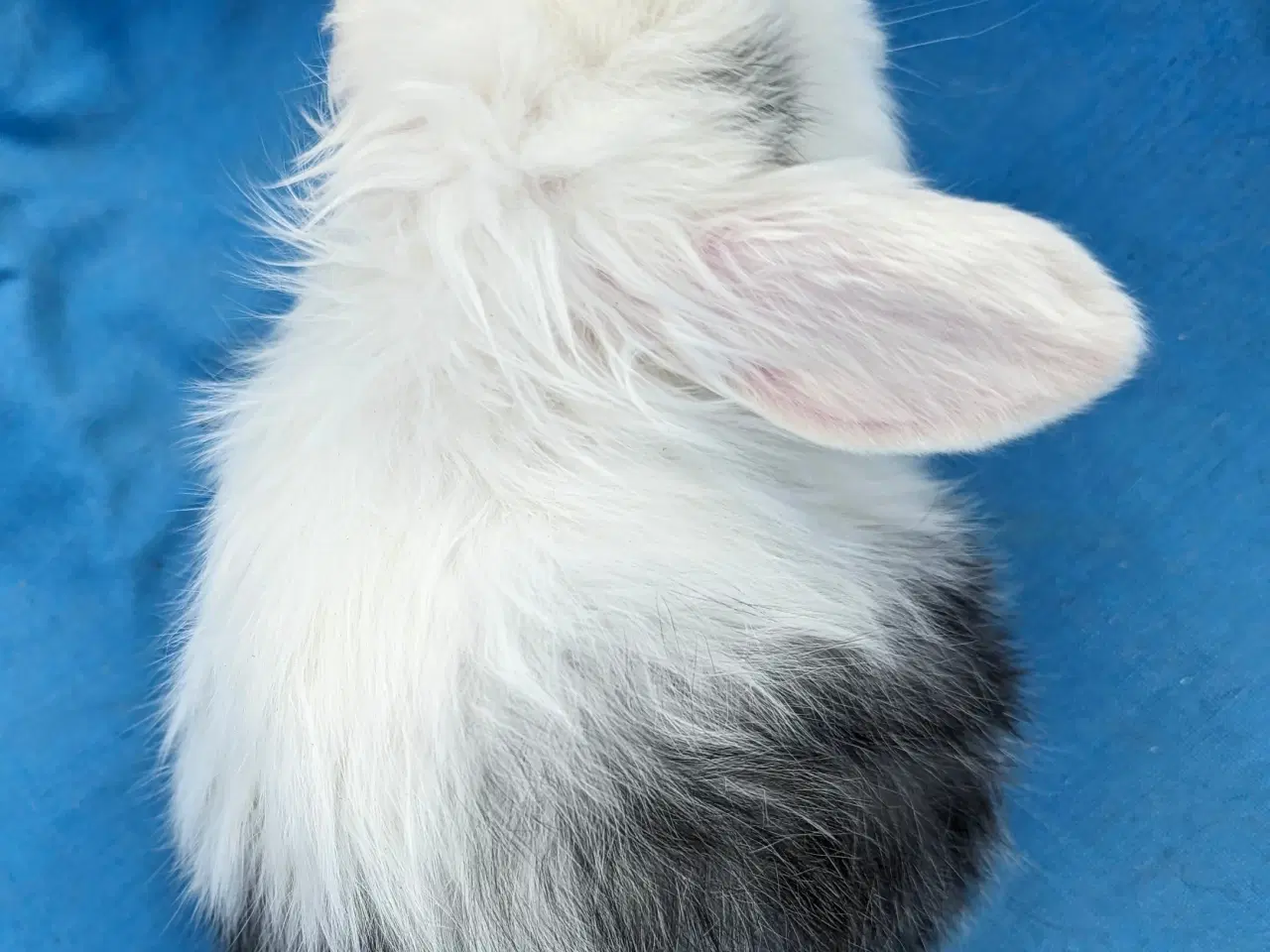 Billede 7 - Minilop kaninunge sælges