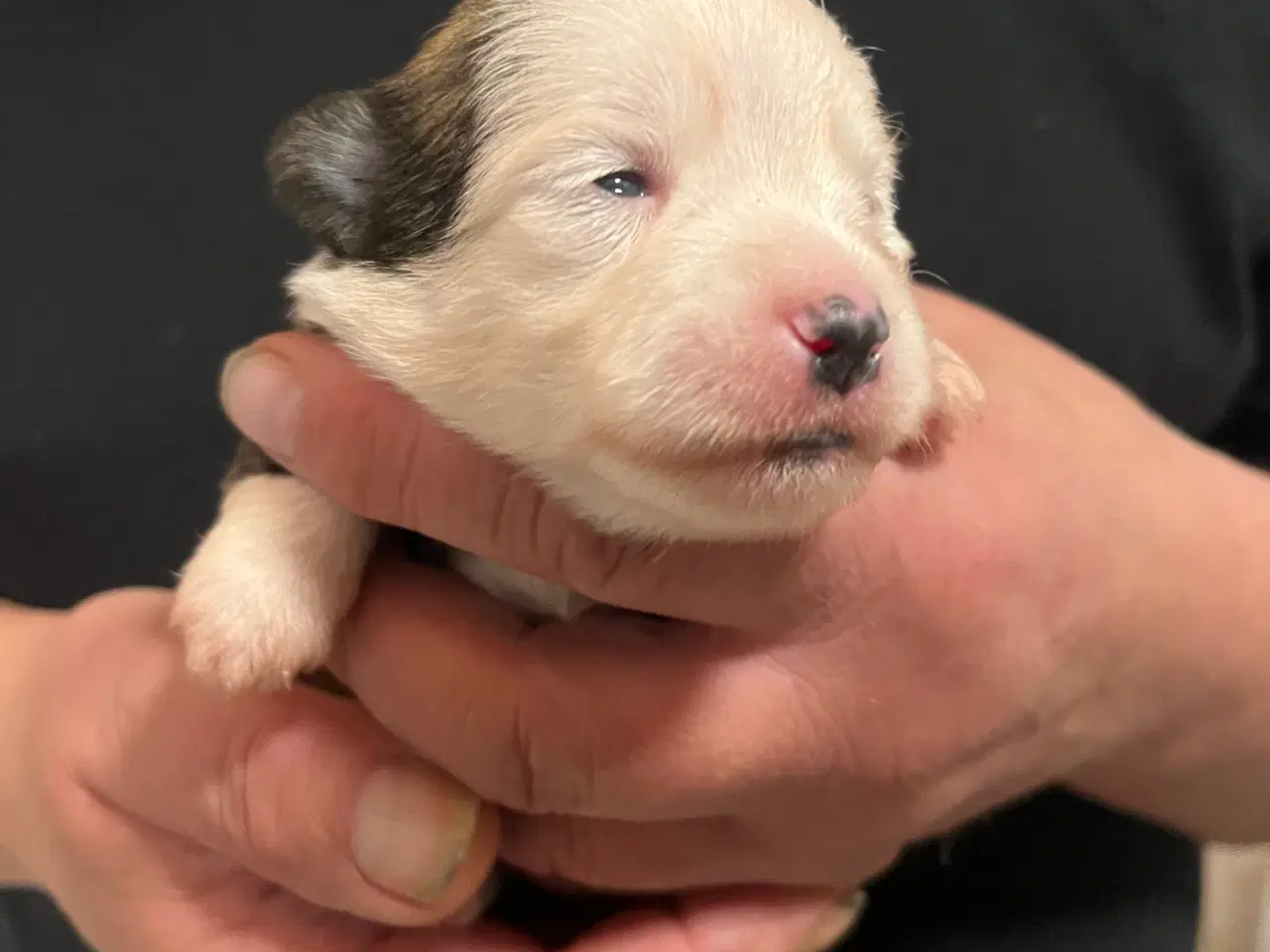 Billede 3 - Kun 2 tæver tilbage nu! Små blandinger