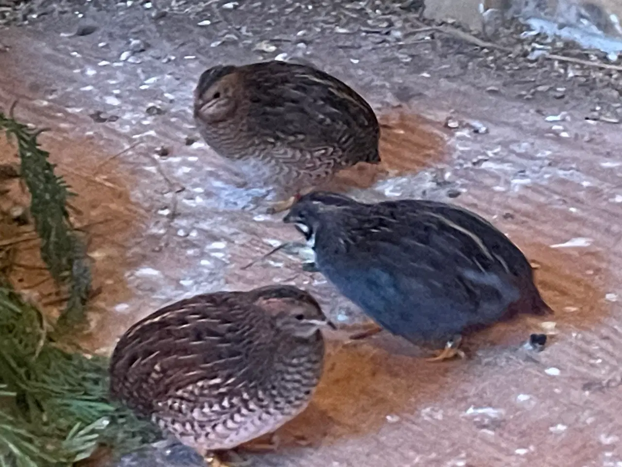 Billede 7 - Dværgvagtler naturfarvede sælges