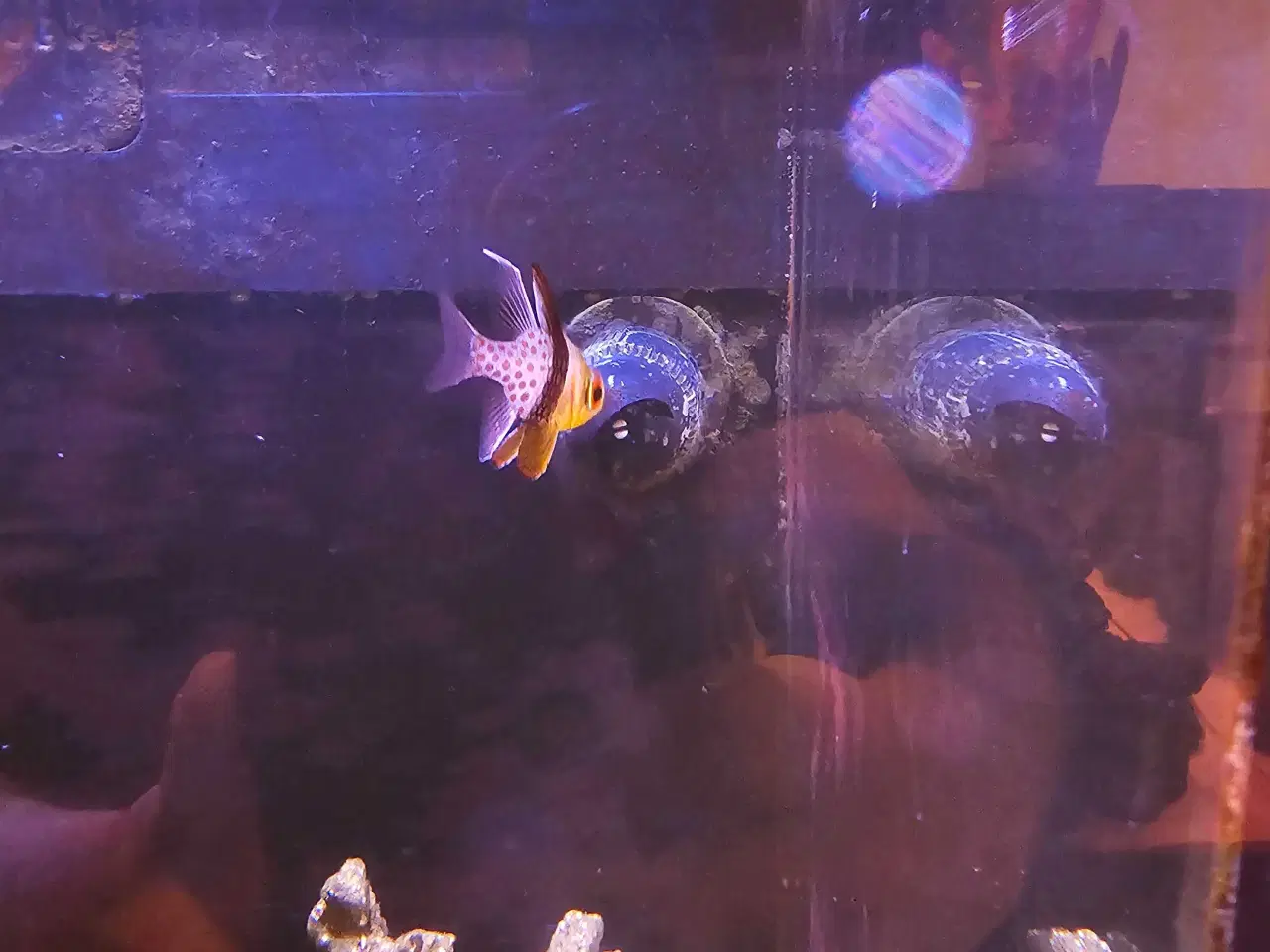 Billede 8 - Red Sea AIO 75 liter saltvandsakvarie