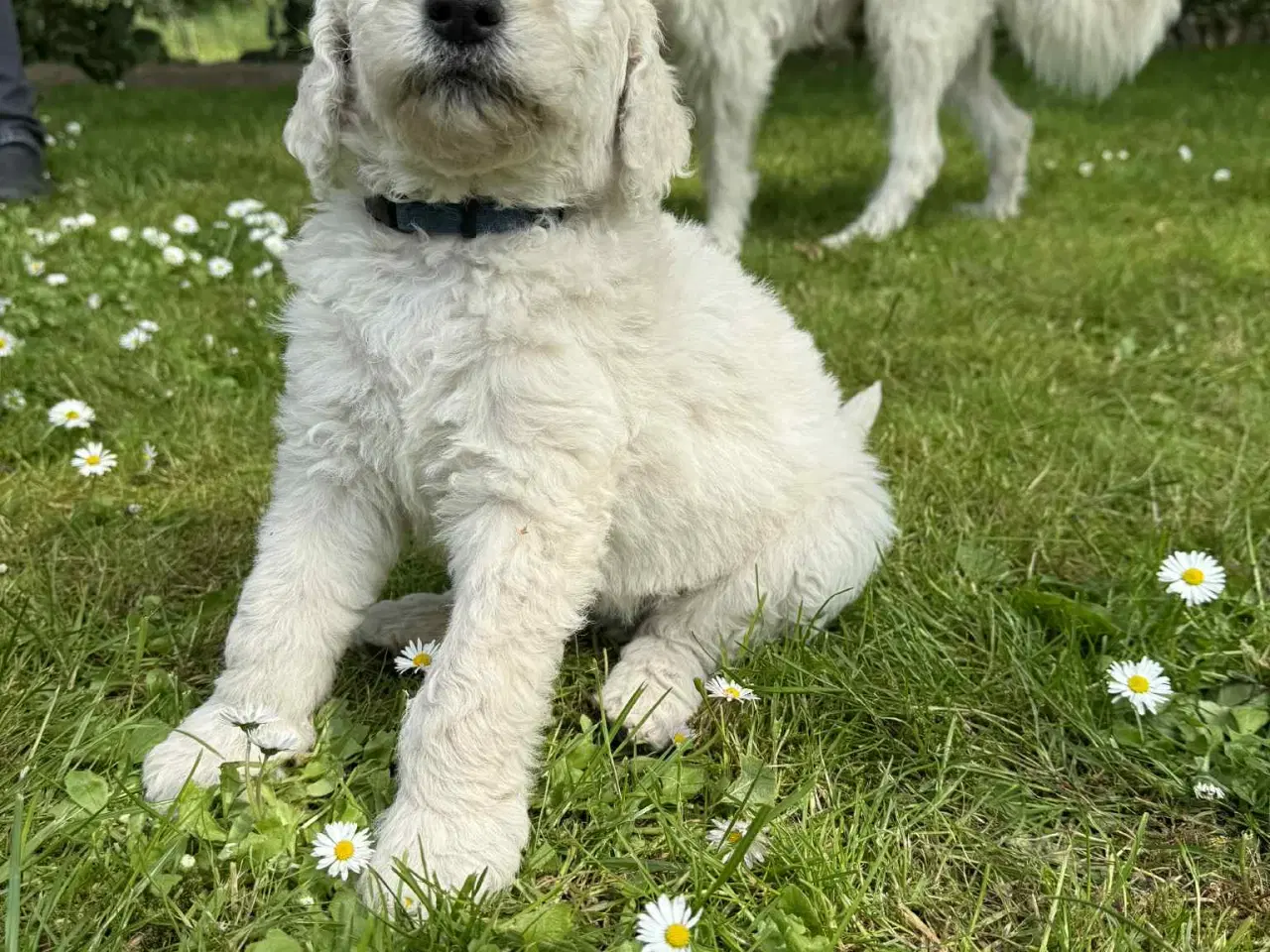 Billede 15 -  Goldendoodle 2. generation 