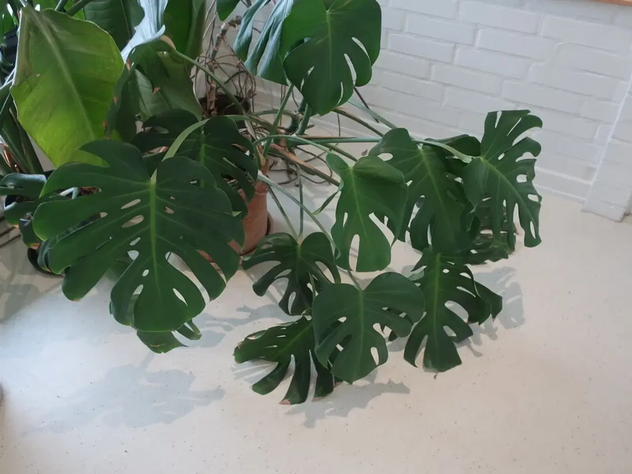 Billede 3 - 4 stk. planter