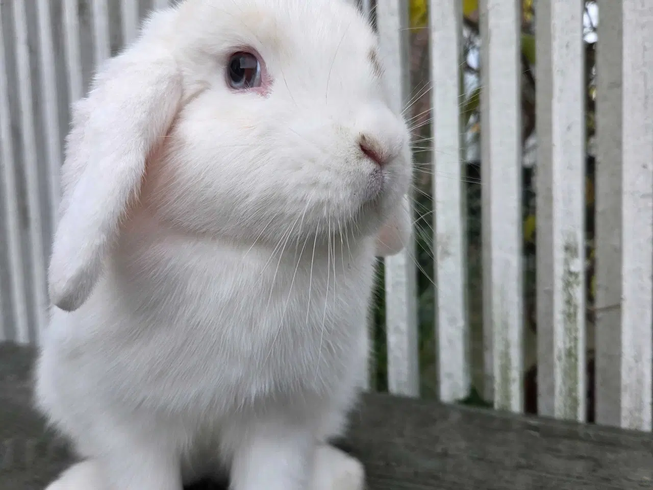 Billede 2 - Dværgvædder hun 