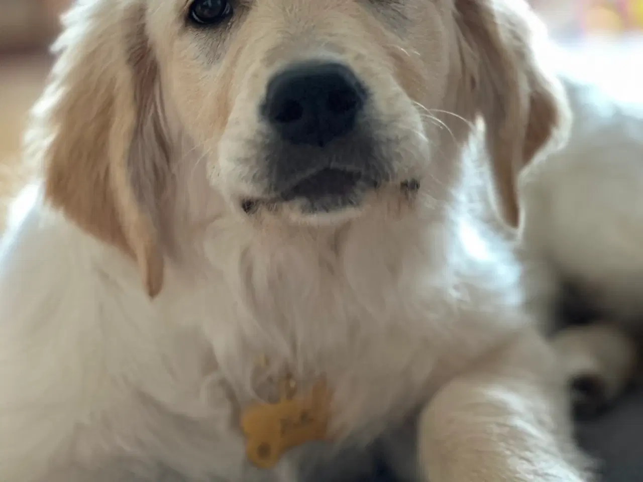 Billede 1 - Golden Retriever-hvalp på 7 måneder søger et kærli