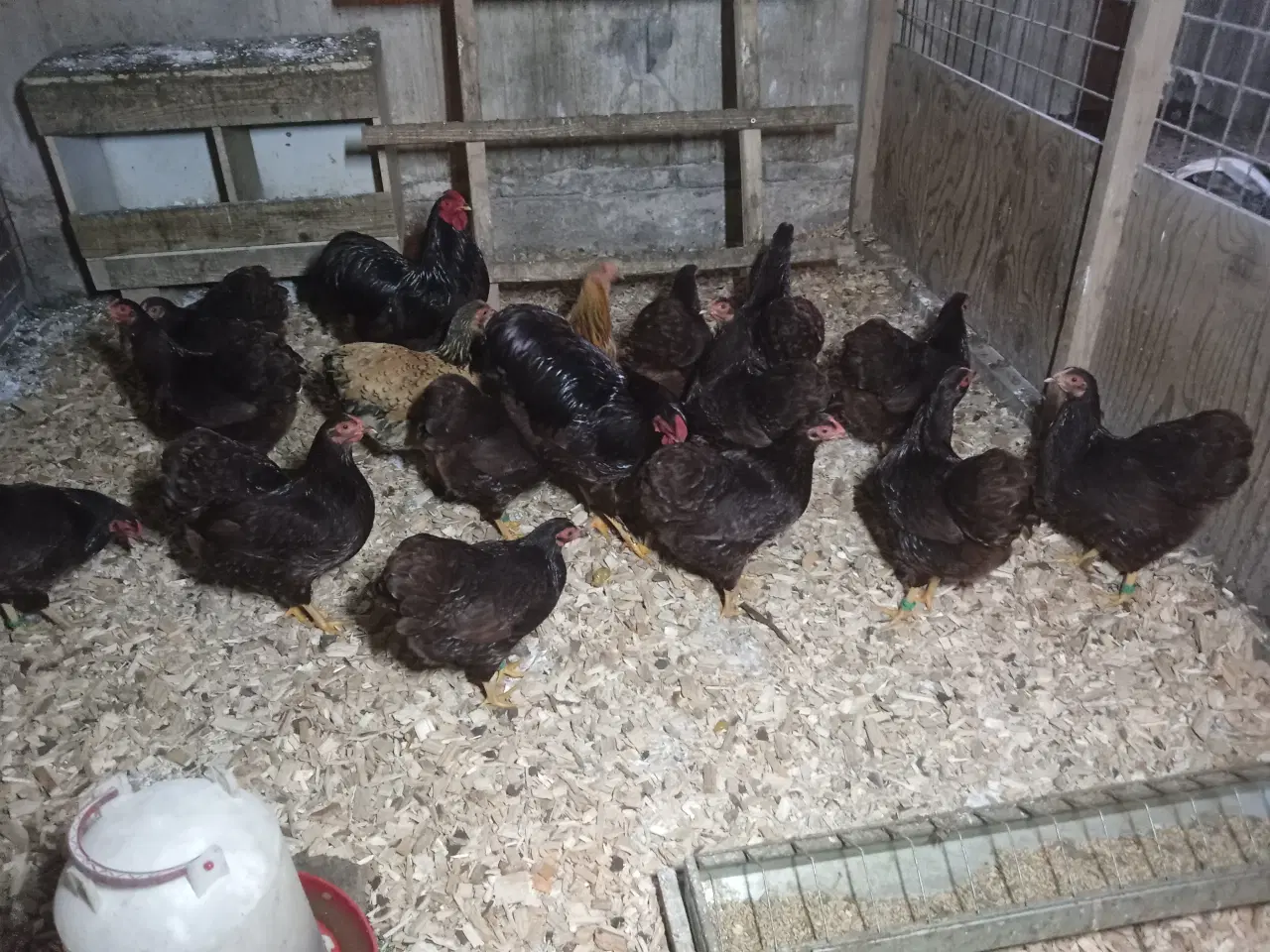 Billede 1 - Dværghøns