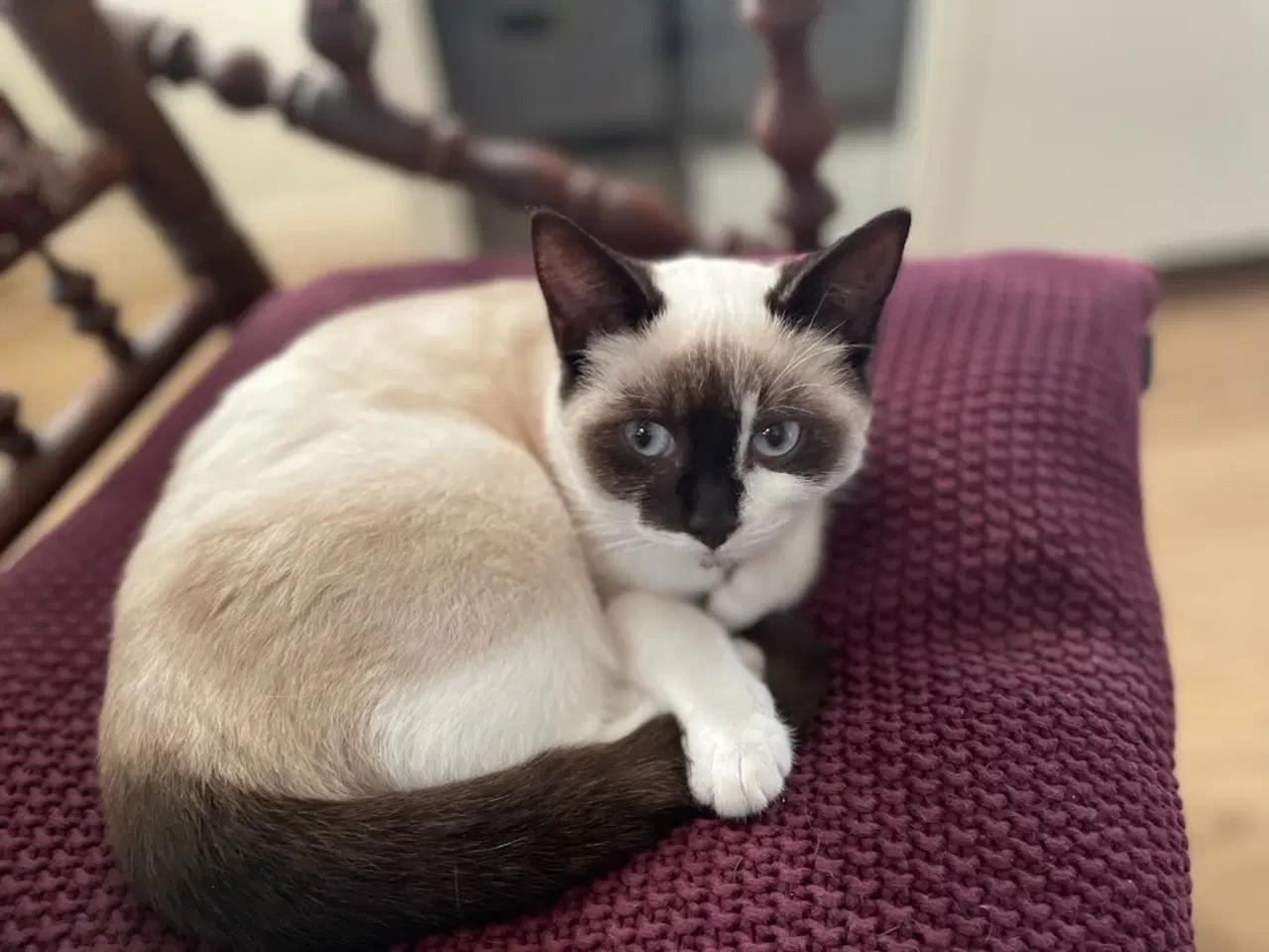 Billede 2 -  Katte killinger