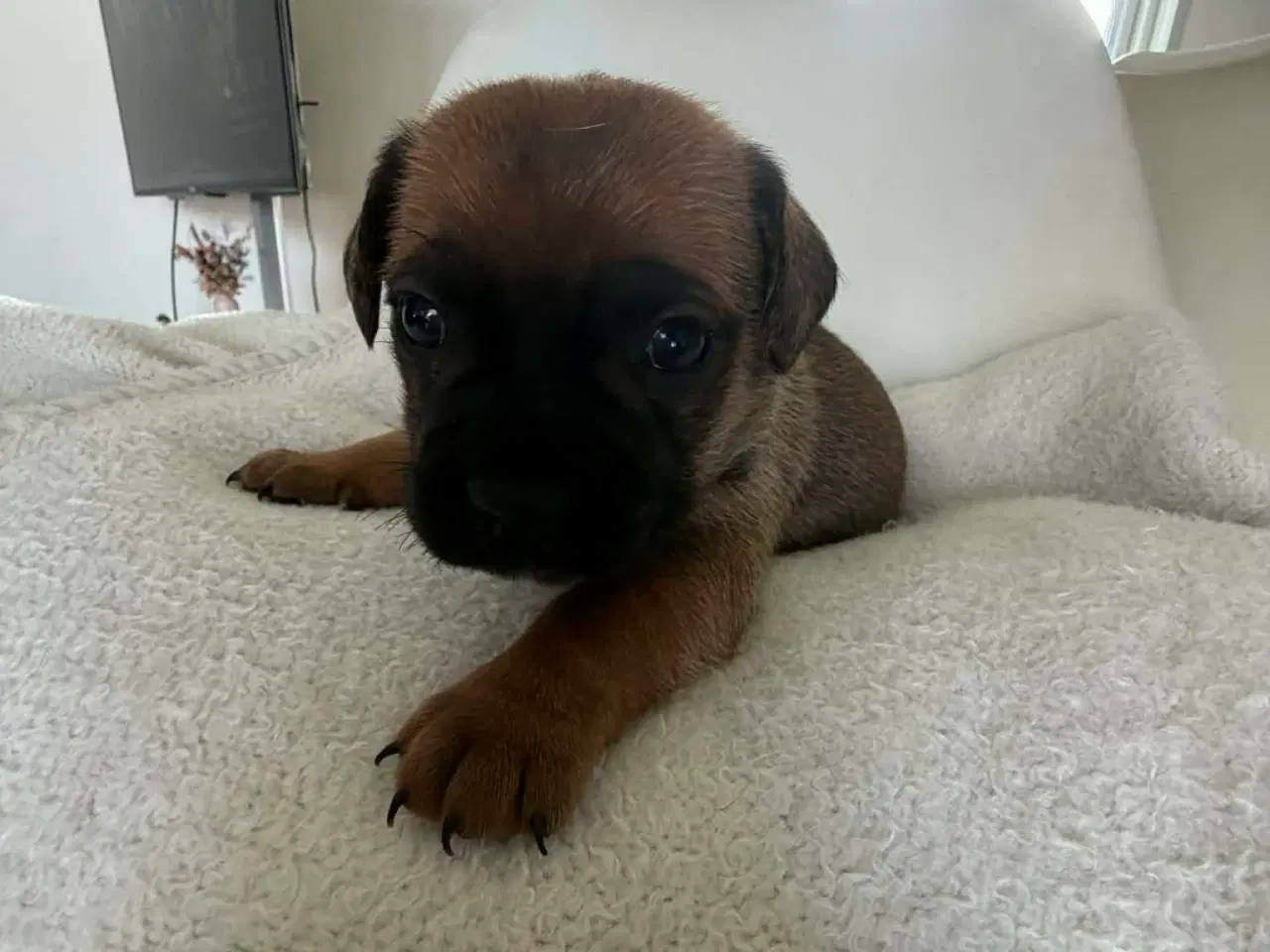 Billede 5 - Mops bl gravhund beagle bomuld