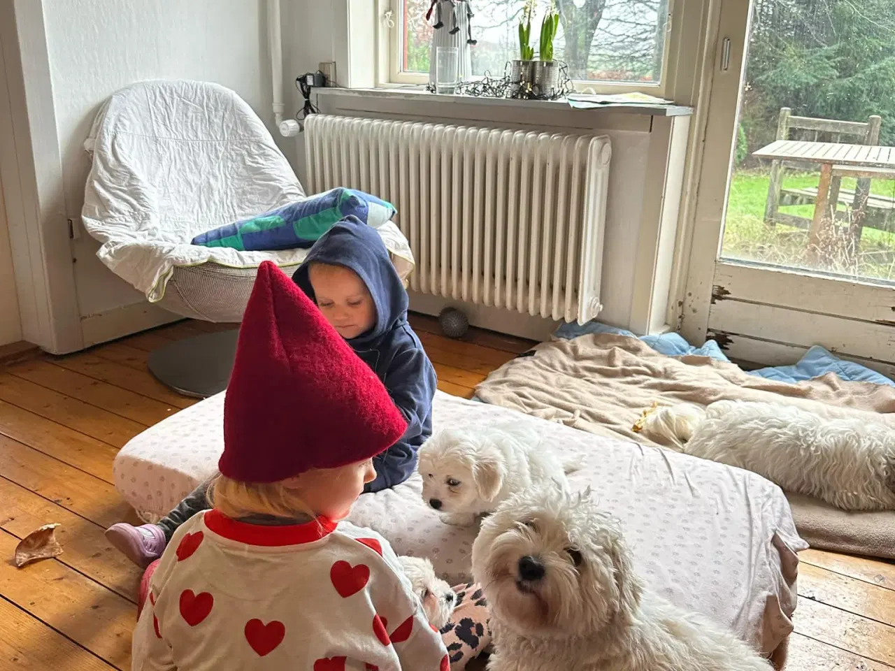 Billede 4 - Coton de Tulear x Malteser. Allergivenlig. Bomulds