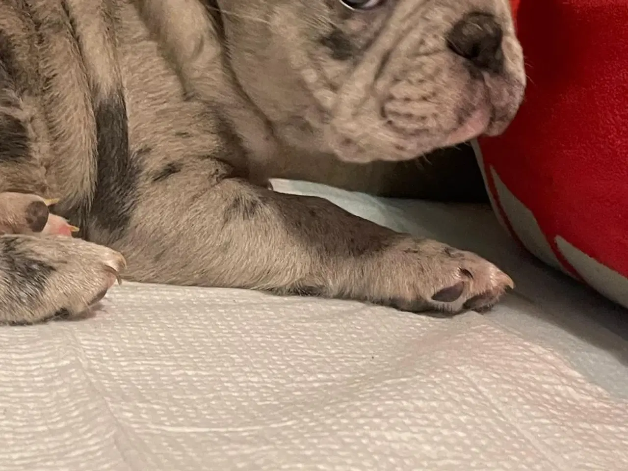 Billede 5 - Fransk Bulldog hvalpe