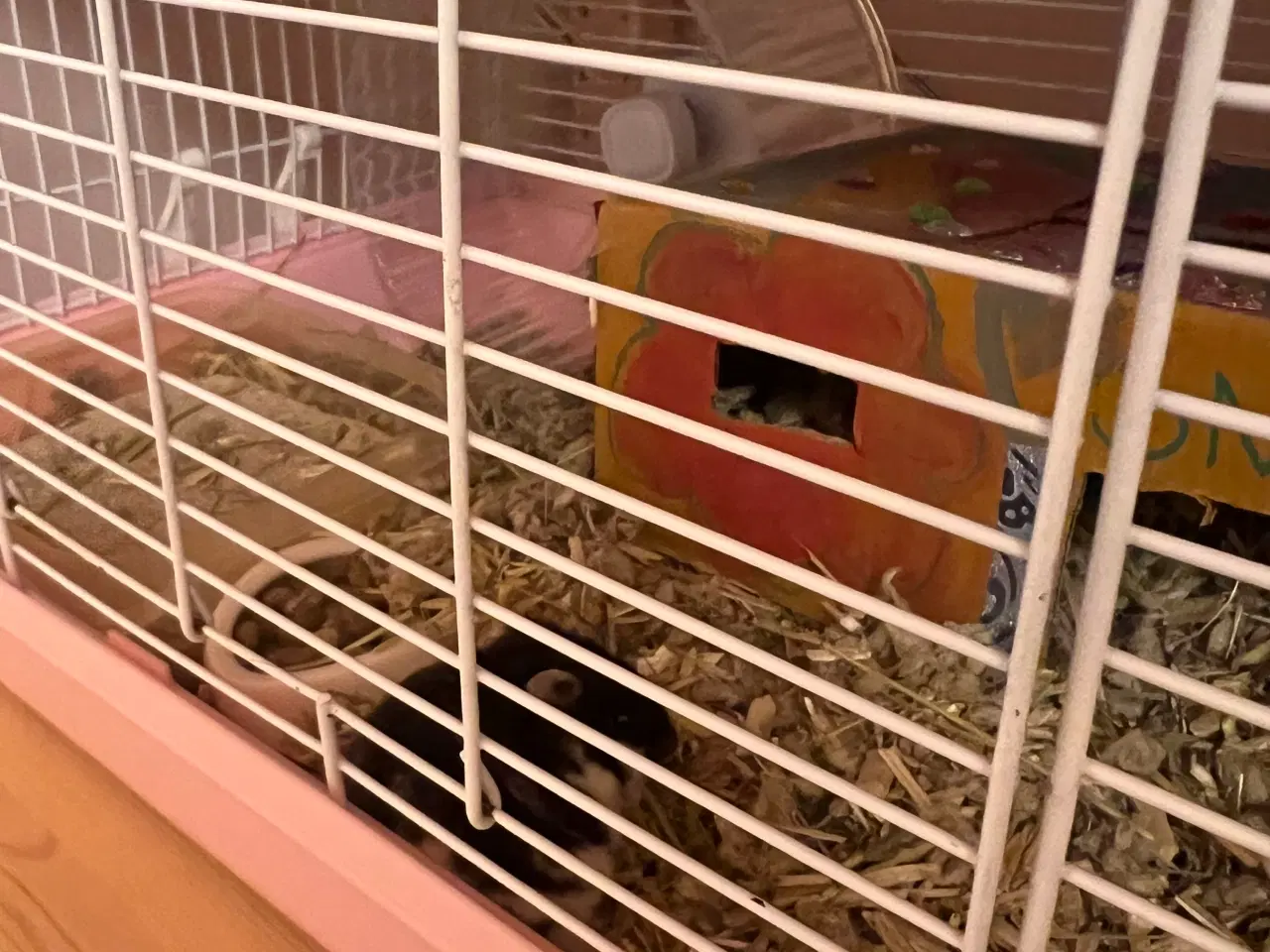 Billede 7 - Hun dværg hamster sælges