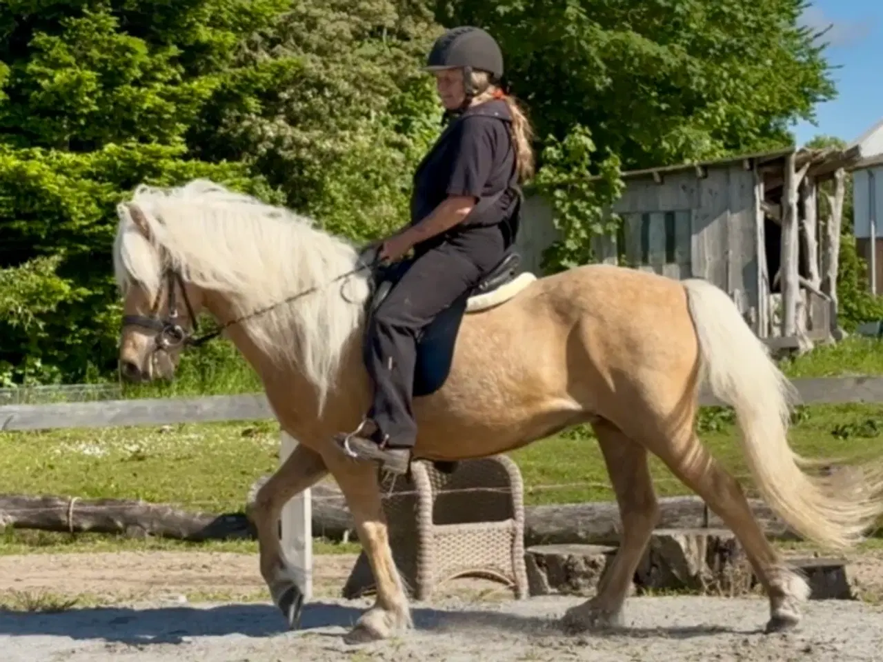 Billede 2 - Smuk palomino islænder 