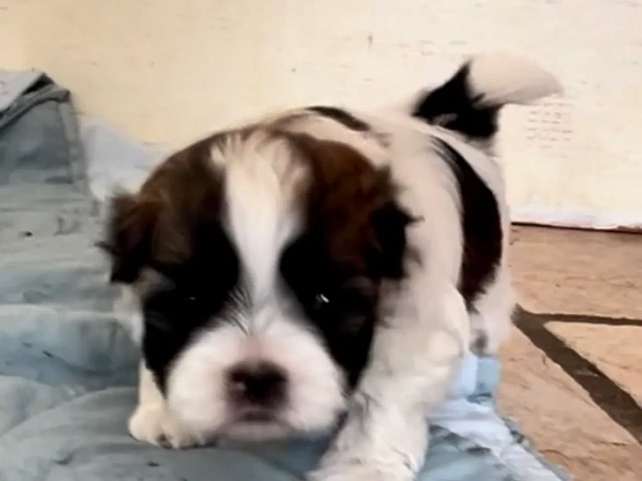 Billede 10 - Allergivenlig Shih Tzu hvalpe