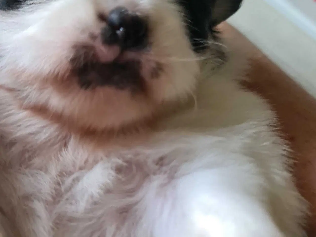 Billede 7 - Skønne blandings hvalpe 