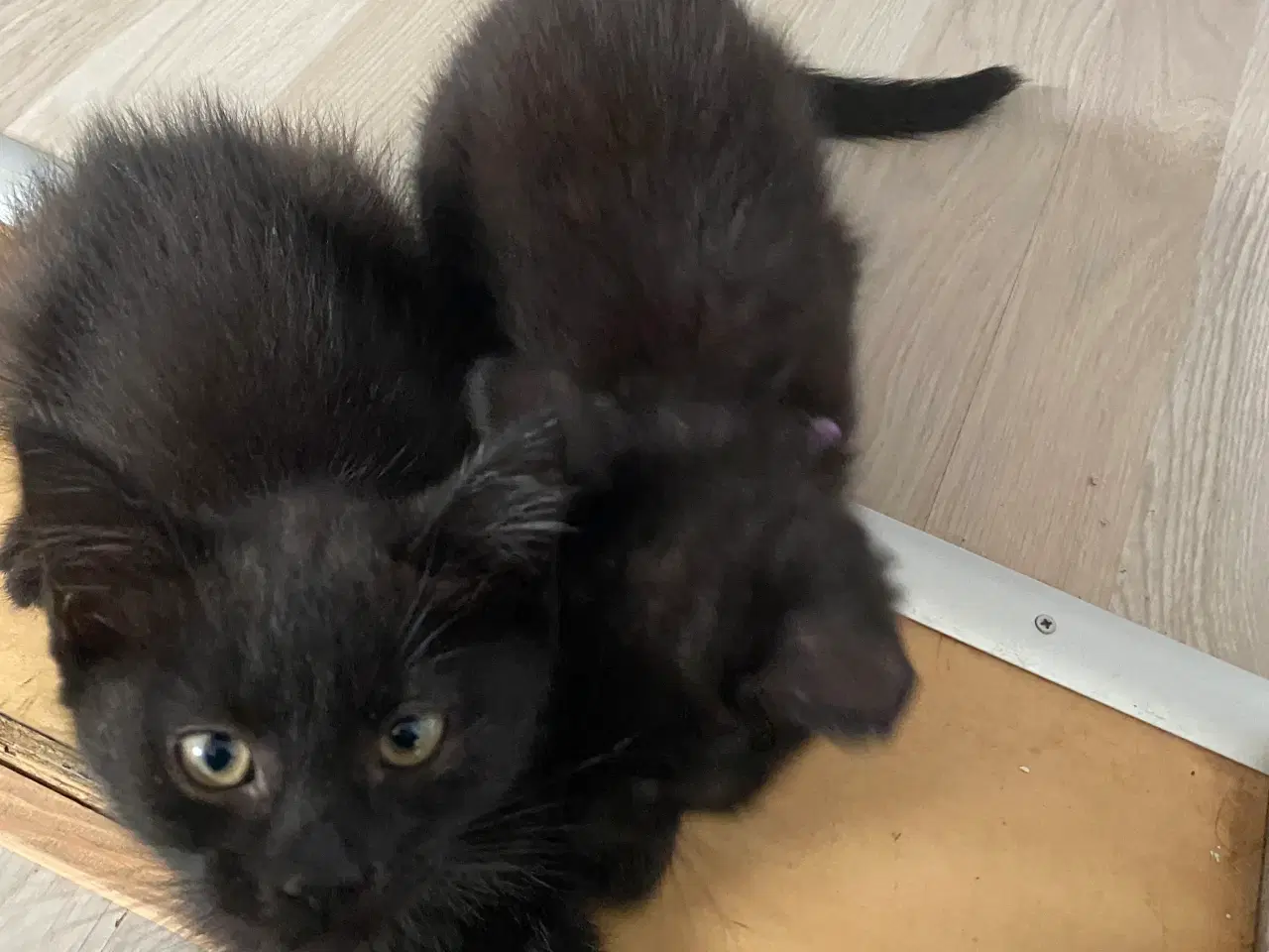Billede 5 - Lækker Ragdoll og norsk skovkat killinger søger ny