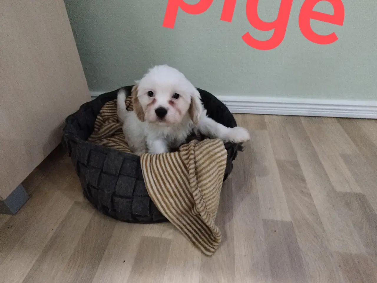 Billede 2 - Coton de tulear hvalpe