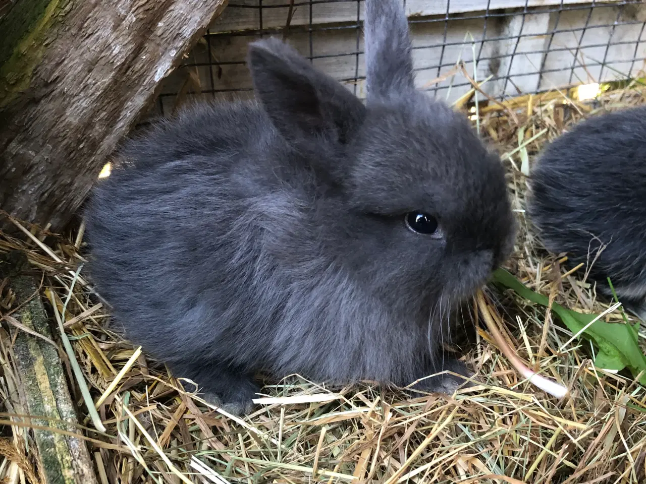 Billede 2 - Mini lop kaniner 