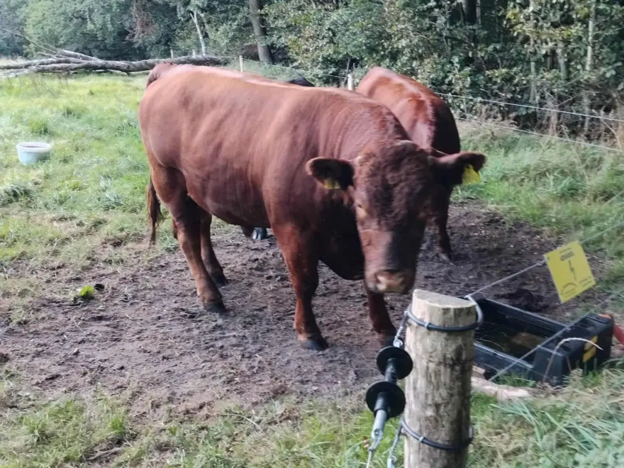 Billede 1 -  Rolige Angus løbetyre til udlejning og bedækning 