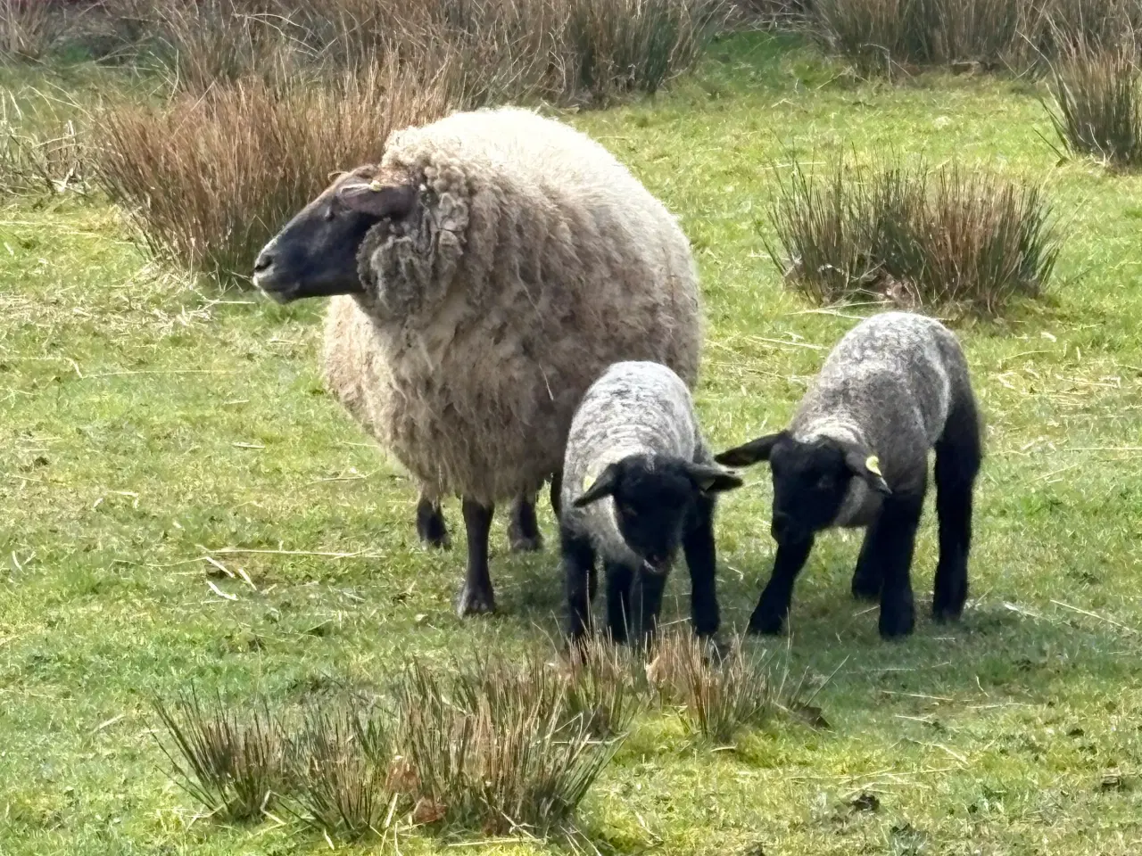 Billede 2 - Får med lam sælges