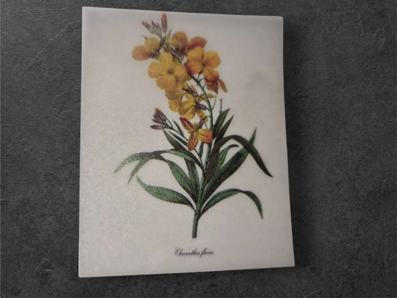 Billede 1 - Cheiranthus Flavus – levende botanisk kunsttryk