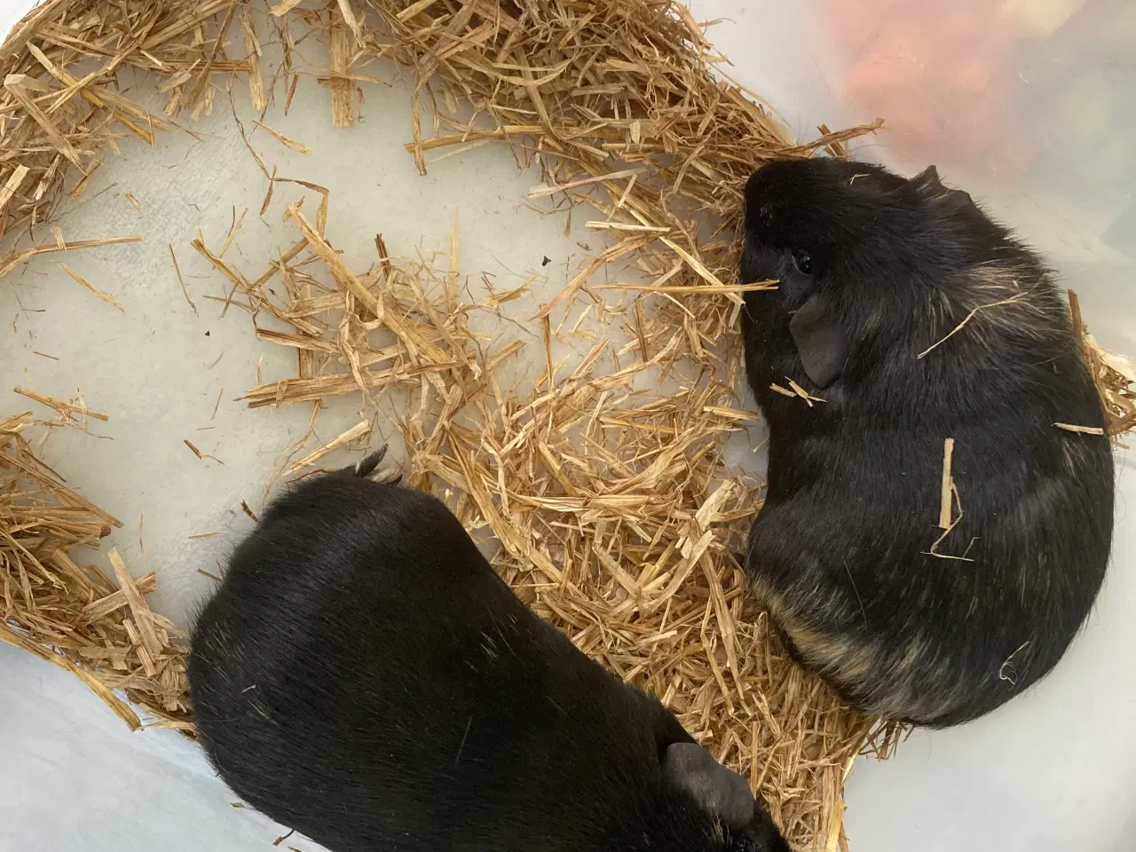 Billede 4 - Glat håret marsvin sælges.