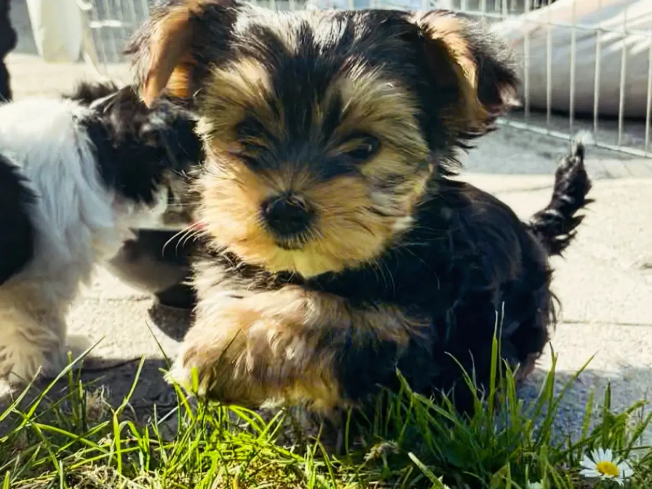 Billede 1 - 🐶Yorkshirre terrier Biewer 🐶