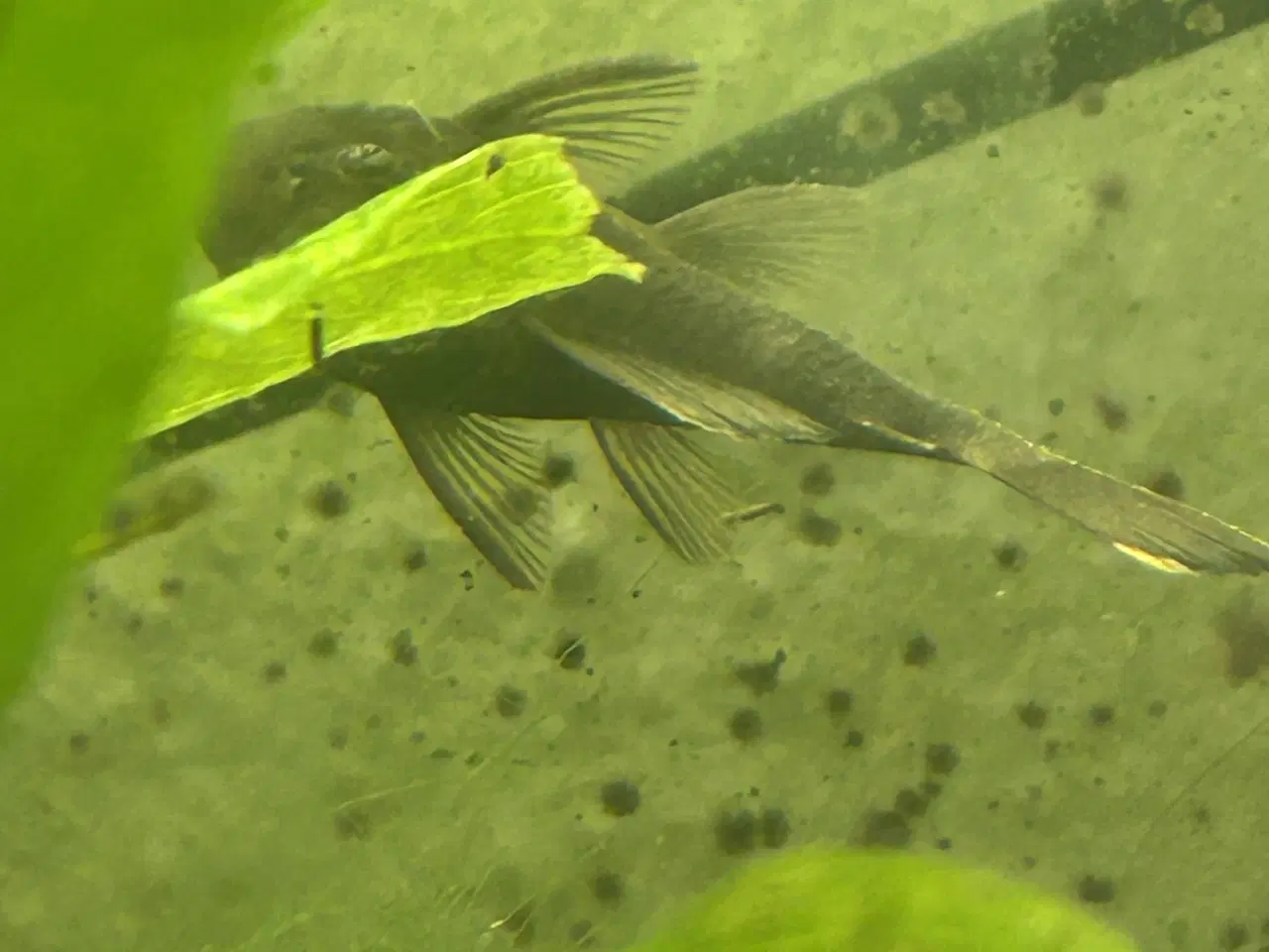 Billede 4 - 🐉 Green Dragon Ancistrus – flotte/robuste maller