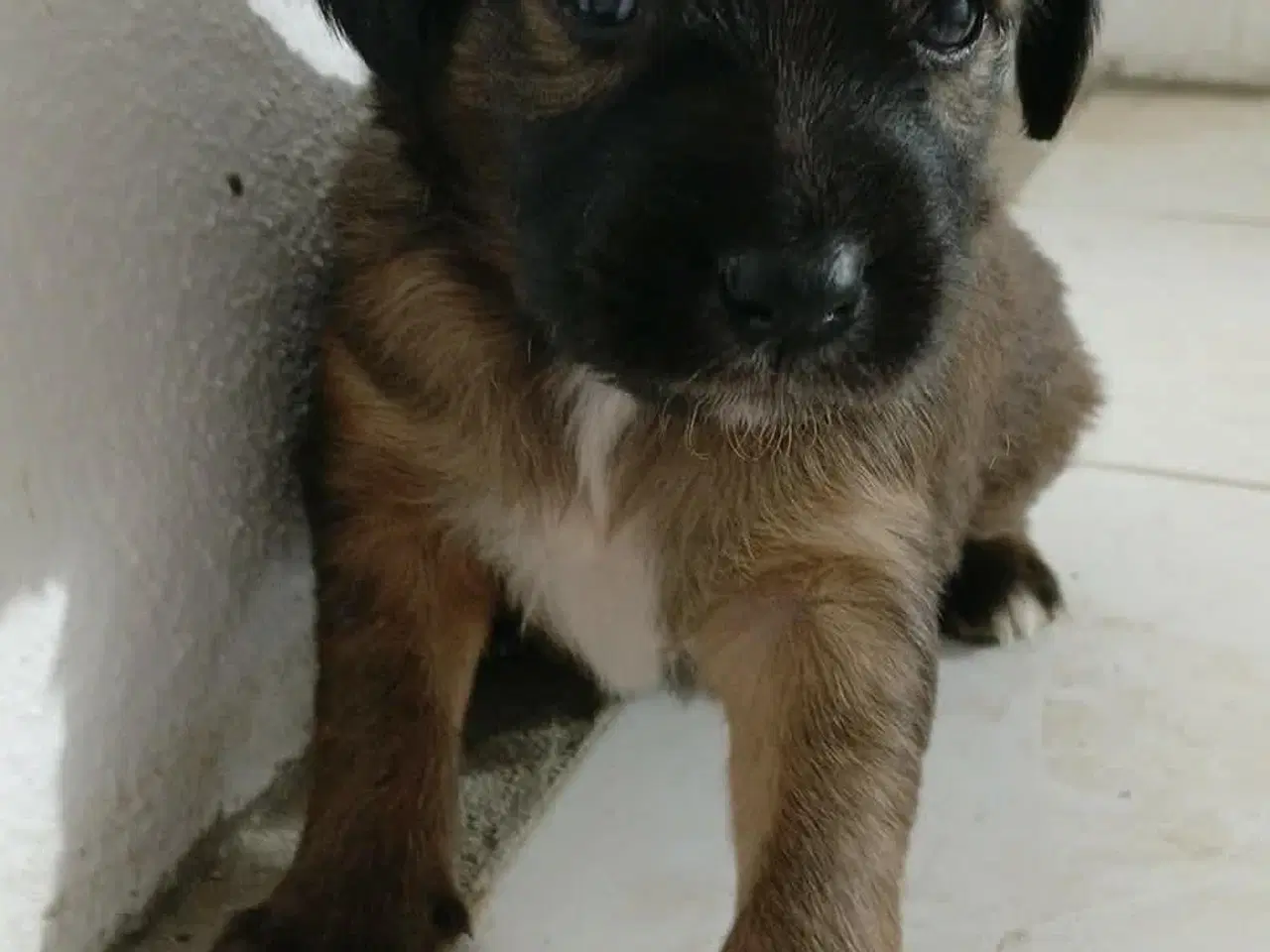 Billede 4 - Sugar søger sin egen familie🩷