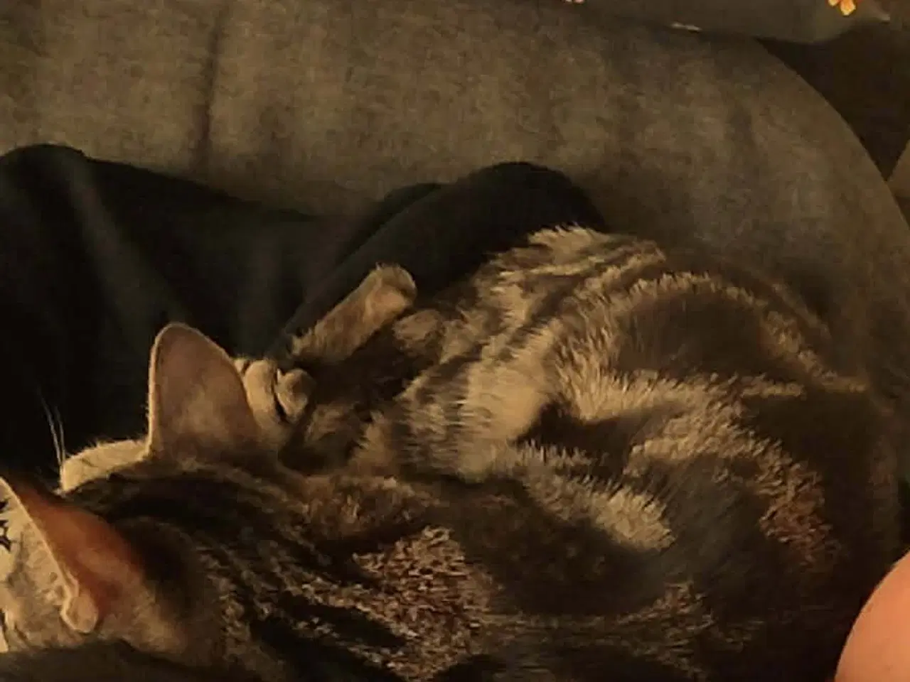 Billede 1 - 2 Hun katte