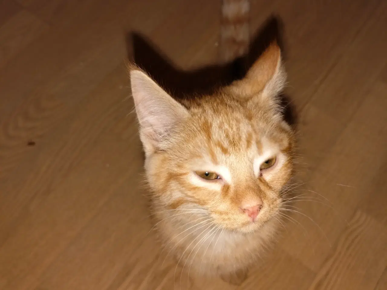 Billede 1 - Killinger - mainecoon/ hellig birma 