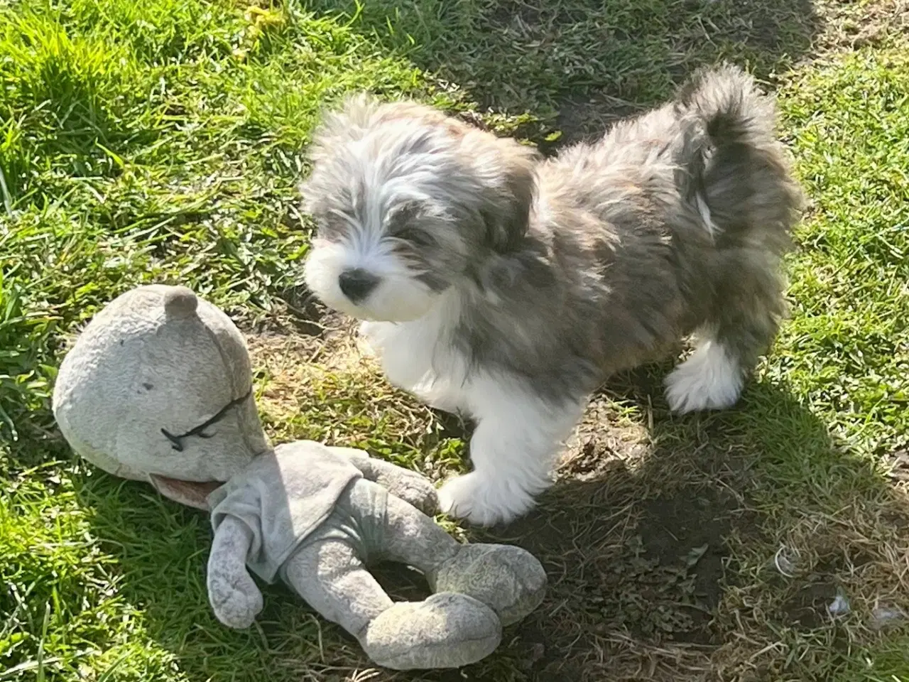 Billede 9 - Skønneste og gladeste tævehvlap