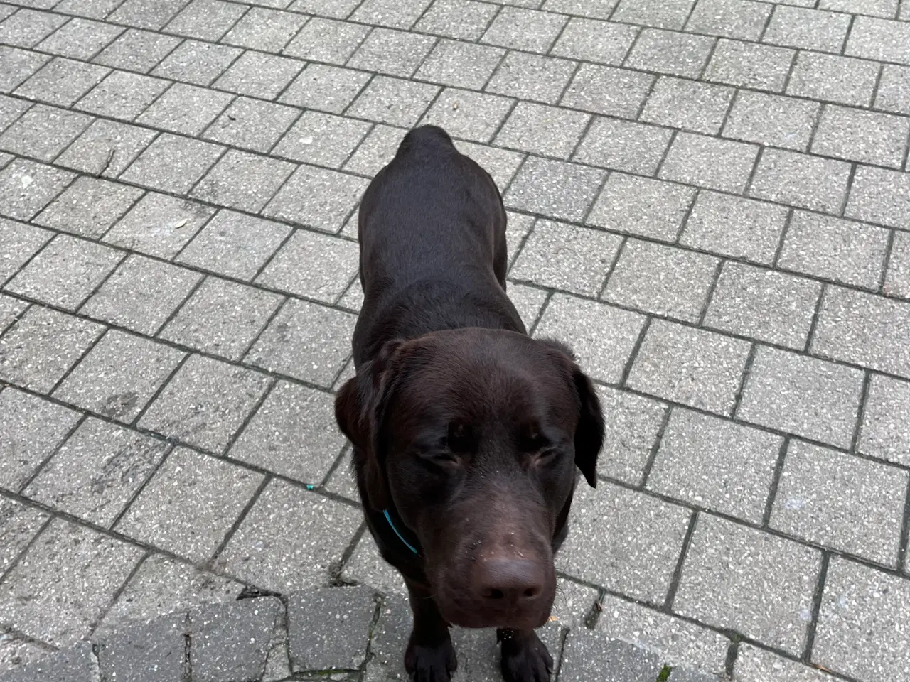 Billede 1 - 1 år gamle Labrador han 