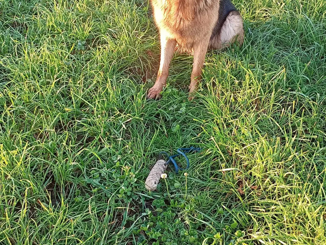 Billede 1 - Schæfer 