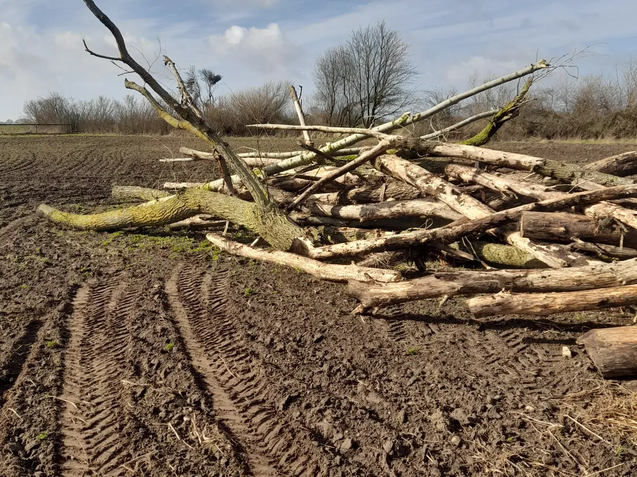 Billede 3 - poppel træ 