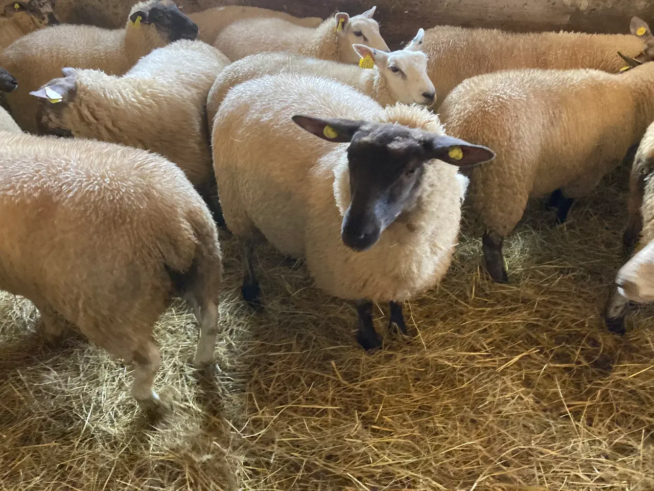 Billede 1 - Gimmerlam fra økologisk besætning