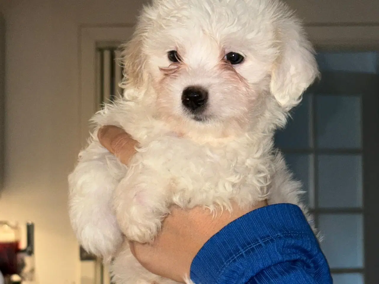 Billede 1 - Mini malteser hvalpe