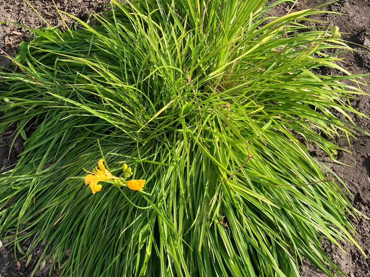 Billede 2 - Lavendel og gul staud