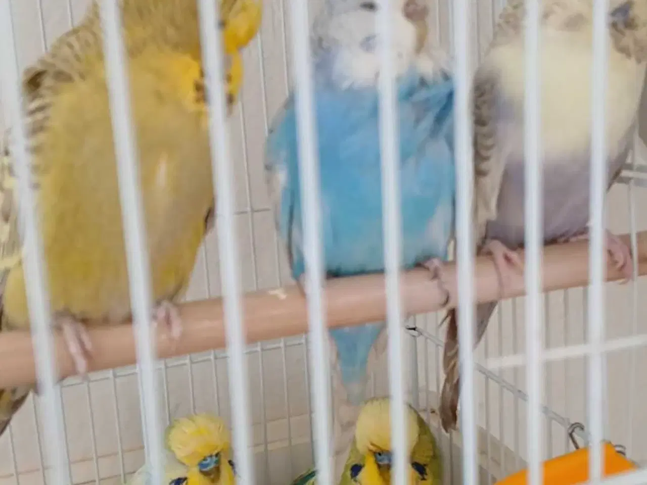 Billede 3 - Engelske undulater 