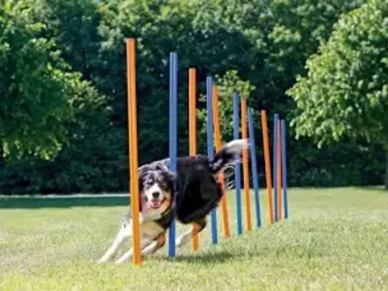 Billede 1 - Trixie Agility 